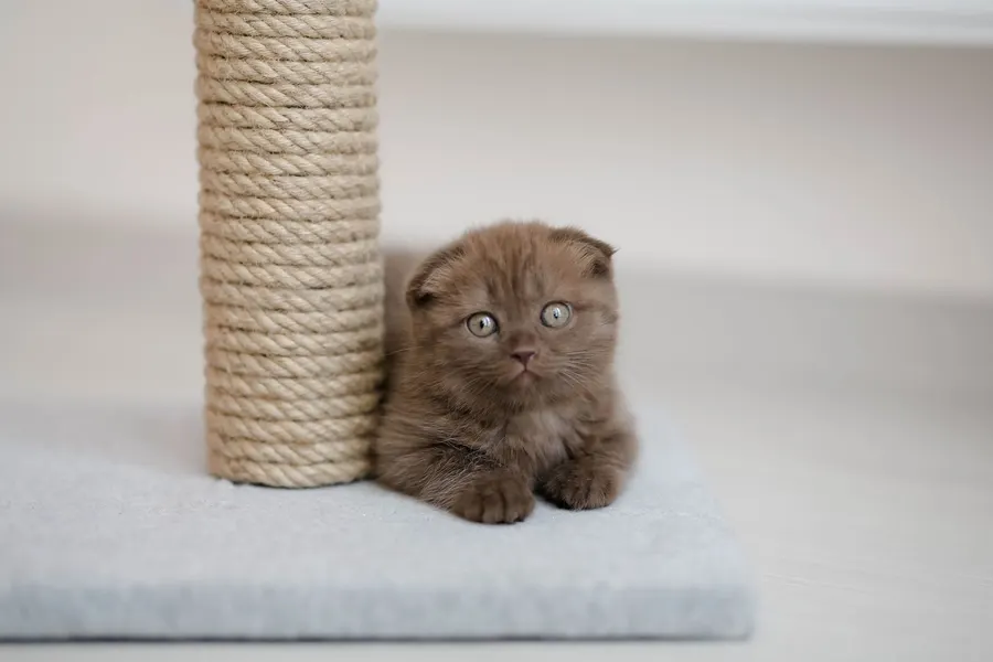 Котёнок у когтеточки в доме