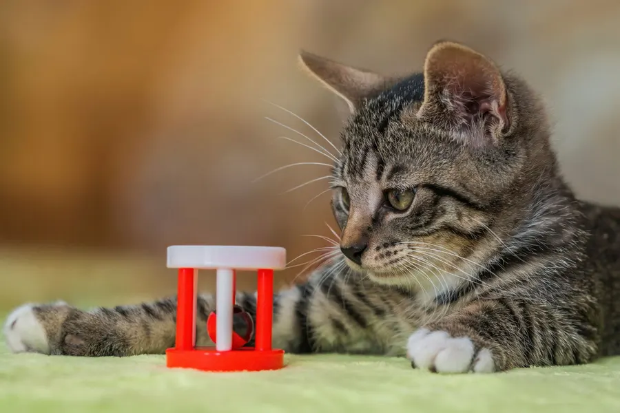 Котёнок играет с игрушкой-цилиндром