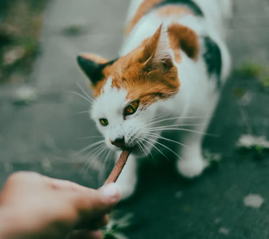 Кот пьет воду из рук