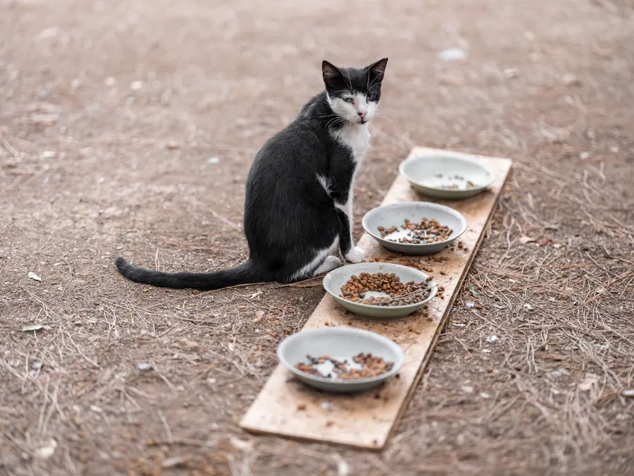 Кошка у мисок с кормом